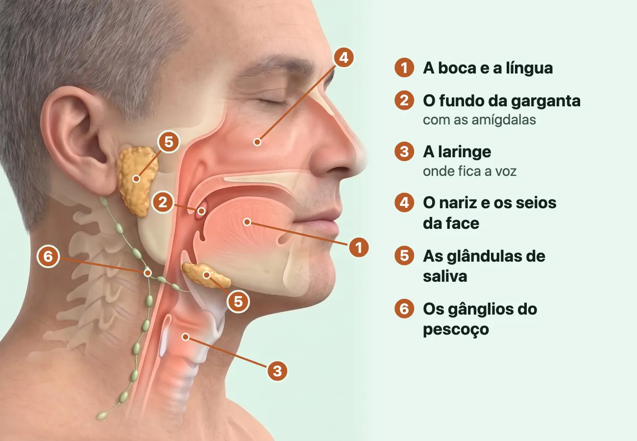 Desenho da cabeça e do pescoço de um homem de perfil, com a pele do rosto e do pescoço transparente e seis lugares numerados: o revestimento rosado por dentro do nariz e do seio da face, da boca e da língua, do fundo da garganta com a amígdala e da laringe, na frente do pescoço; duas glândulas de saliva amarelas, uma na frente da orelha e outra embaixo da mandíbula; e pequenos gânglios verdes ao longo do lado do pescoço.