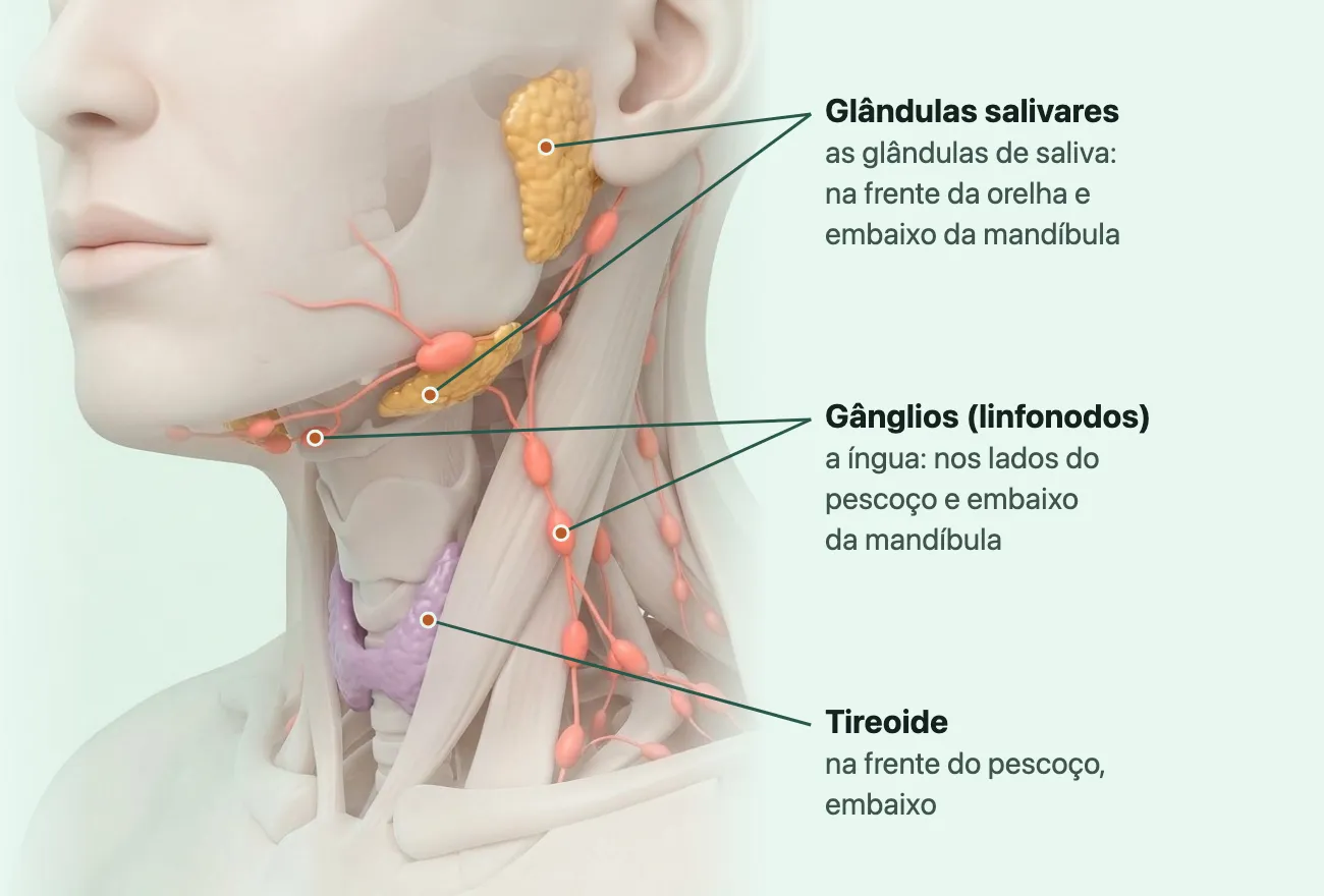 Desenho do pescoço de três quartos com os gânglios em coral nos lados do pescoço e embaixo da mandíbula, as glândulas salivares em amarelo na frente da orelha e embaixo da mandíbula, e a tireoide em violeta na frente do pescoço.