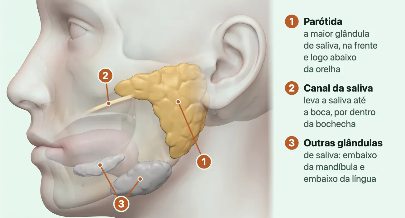 Desenho da cabeça de perfil com a pele translúcida: a parótida, em amarelo, na frente e logo abaixo da orelha, com o canal da saliva saindo dela na direção da boca; as outras duas glândulas de saliva, embaixo da mandíbula e embaixo da língua, apagadas em cinza.