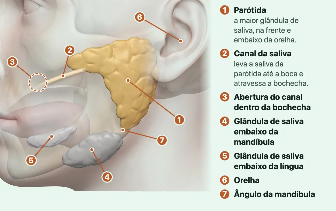 Desenho da cabeça de perfil, olhando para a esquerda, com a pele translúcida. A parótida, em amarelo, fica na frente e embaixo da orelha, sobre o ângulo da mandíbula; dela sai o canal da saliva, um tubo claro que atravessa a bochecha em direção à boca, e um anel tracejado marca onde ele se abre, do lado de dentro da bochecha. Embaixo da mandíbula e embaixo da língua, as outras duas glândulas de saliva, em cinza.
