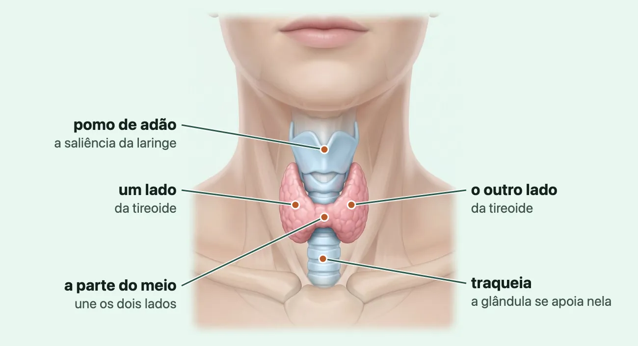 Ilustração do pescoço de frente com a pele transparente: abaixo do pomo de adão, a tireoide rosada em forma de borboleta, com os dois lados unidos por uma parte do meio, apoiada sobre a traqueia.