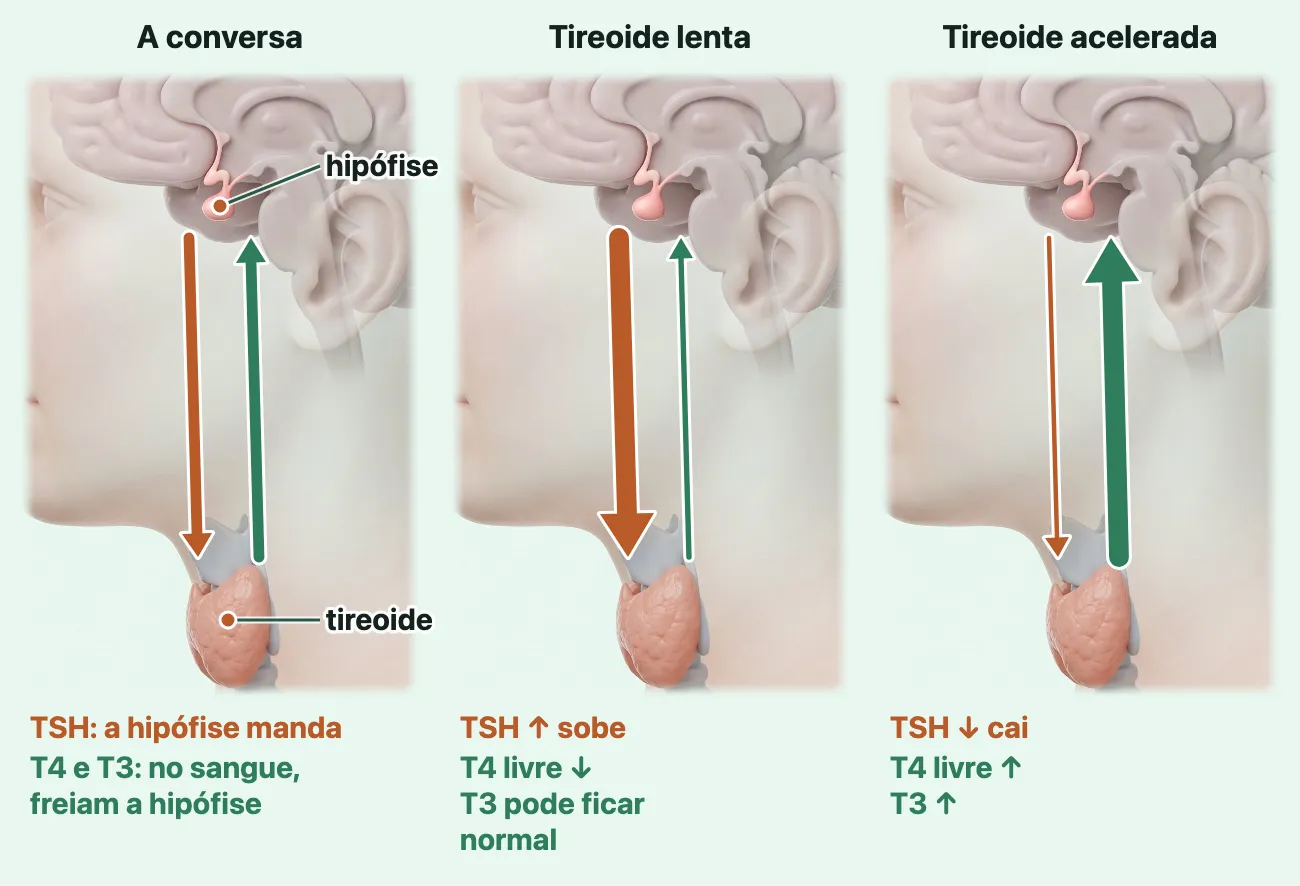 Três desenhos da mesma cabeça de perfil com a hipófise e a tireoide ligadas por duas setas: o TSH desce da hipófise para a tireoide e o T4 e o T3 sobem de volta; na tireoide lenta, o TSH sobe e o T4 livre cai; na tireoide acelerada, o T4 livre e o T3 sobem e o TSH cai.