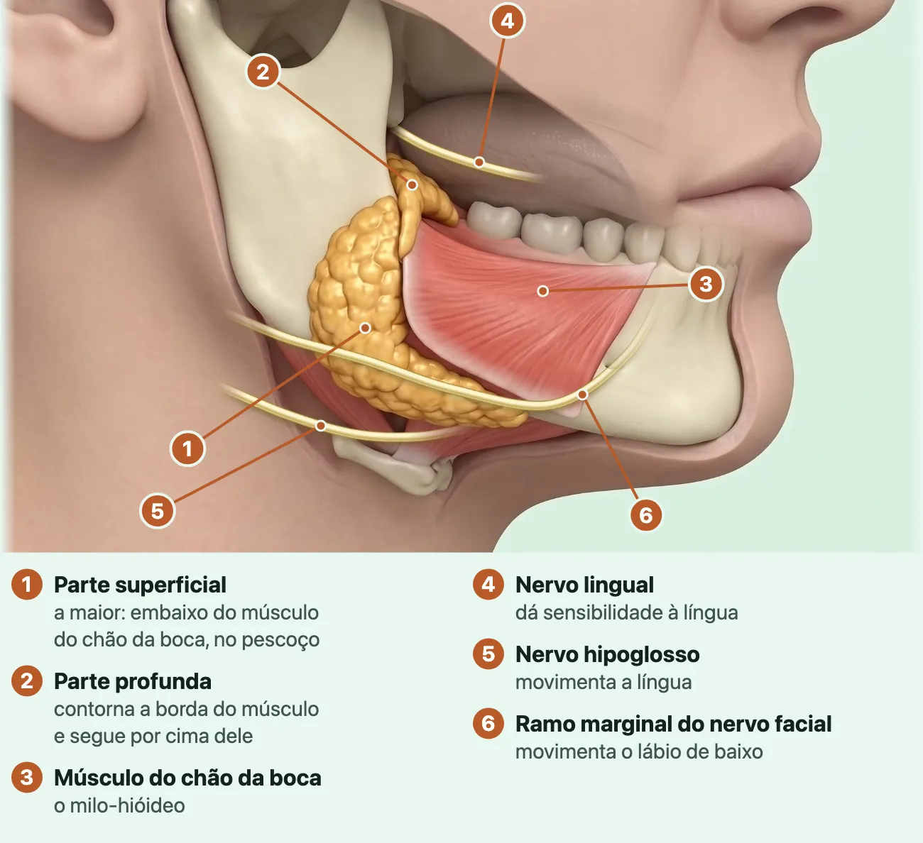 Ilustração do lado direito da parte de baixo do rosto, com a bochecha e o meio da mandíbula retirados: a glândula submandibular, amarela, dobra-se em volta da borda do músculo vermelho do chão da boca, com uma parte embaixo dele e outra por cima; três nervos finos em creme passam por cima da glândula, embaixo dela e ao longo da borda da mandíbula.