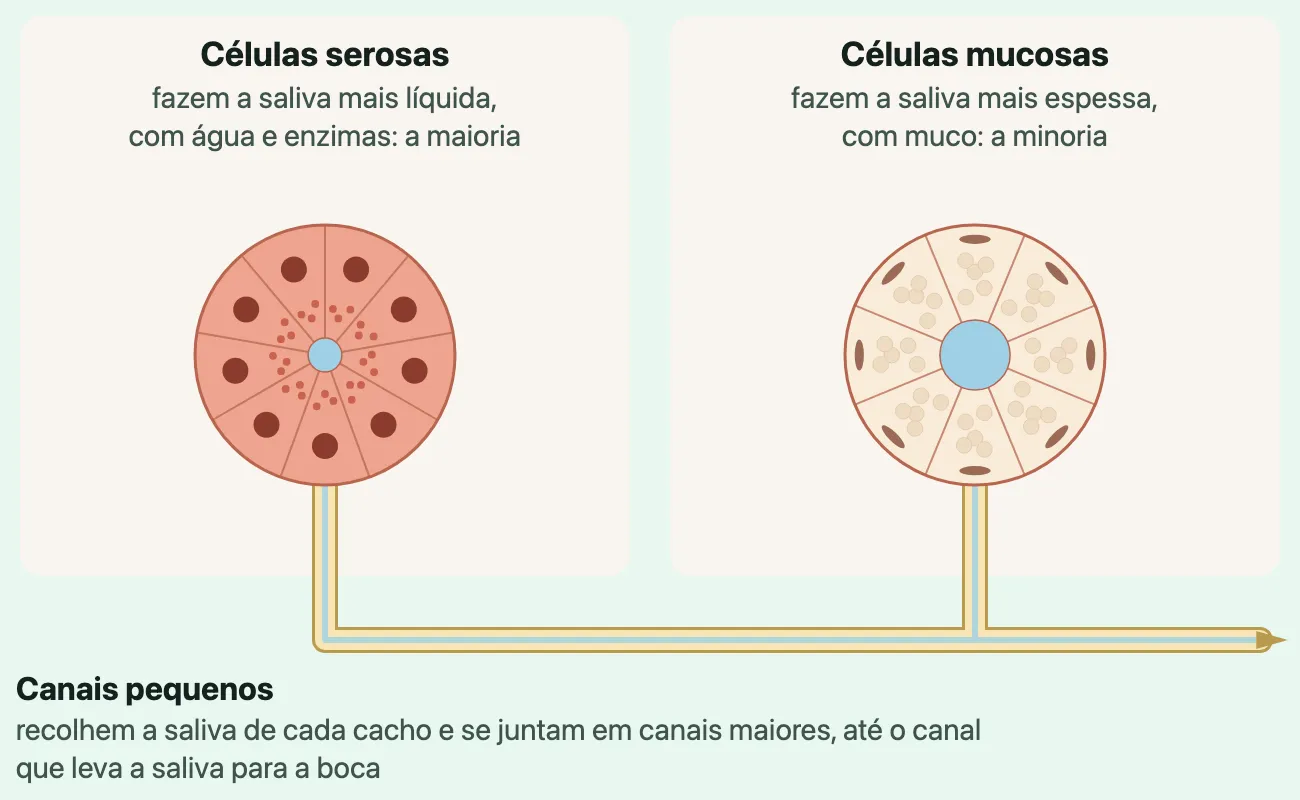 Desenho de dois cachos de células lado a lado: à esquerda, células serosas rosadas com núcleo redondo; à direita, células mucosas claras e espumosas com núcleo achatado; de cada cacho sai um canal pequeno, e os dois se juntam.
